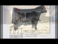 Bull tag 159