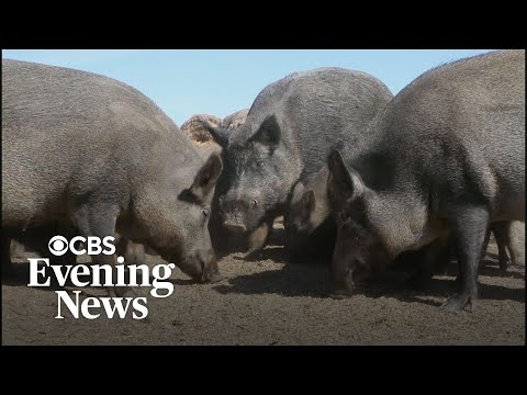 Why Canada's "super pigs" pose a multibillion-dollar threat to the U.S. economy