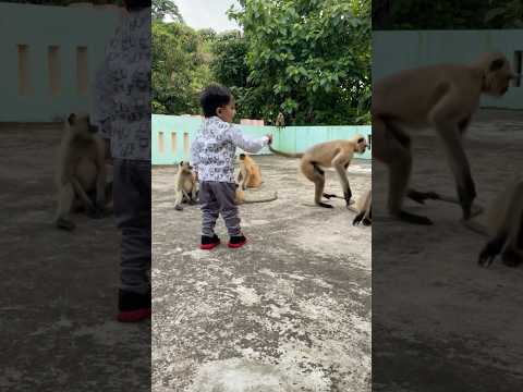 Patli Kamarya More – Part 1 | Series 311 🐒🙊🎶 #divyanshaurlangurkiyaari #monkey #hanuman