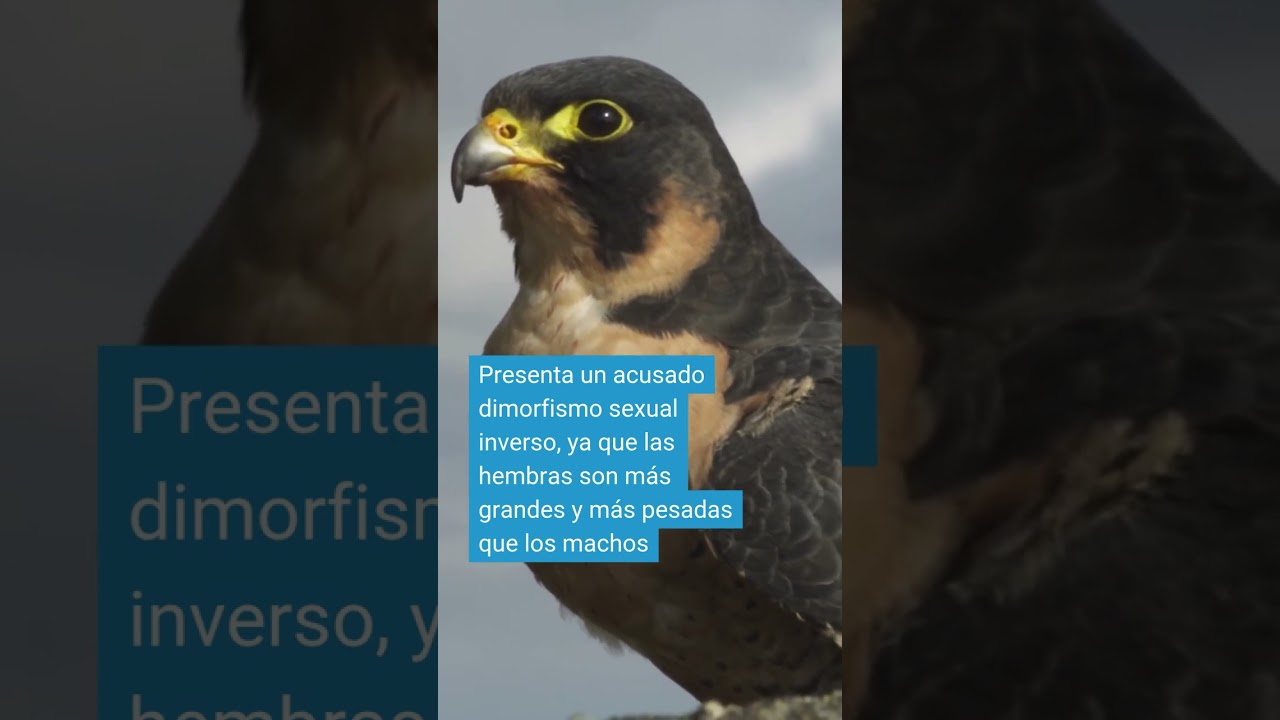 🪽Una rapaz al servicio de la velocidad
