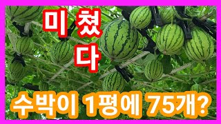 미 쳤 다 수박이 1평에 75개 달림~수박 순치기,순지르기,적심 수박 재배방법,키우기 세상에 이런일이 전원일…