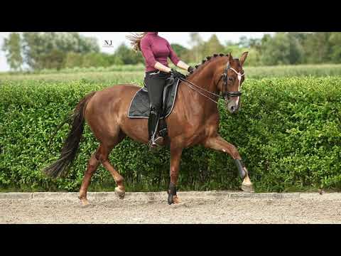 SOLD - Bretton Woods x Zeoliet - Mare - 2008 - 1.68m