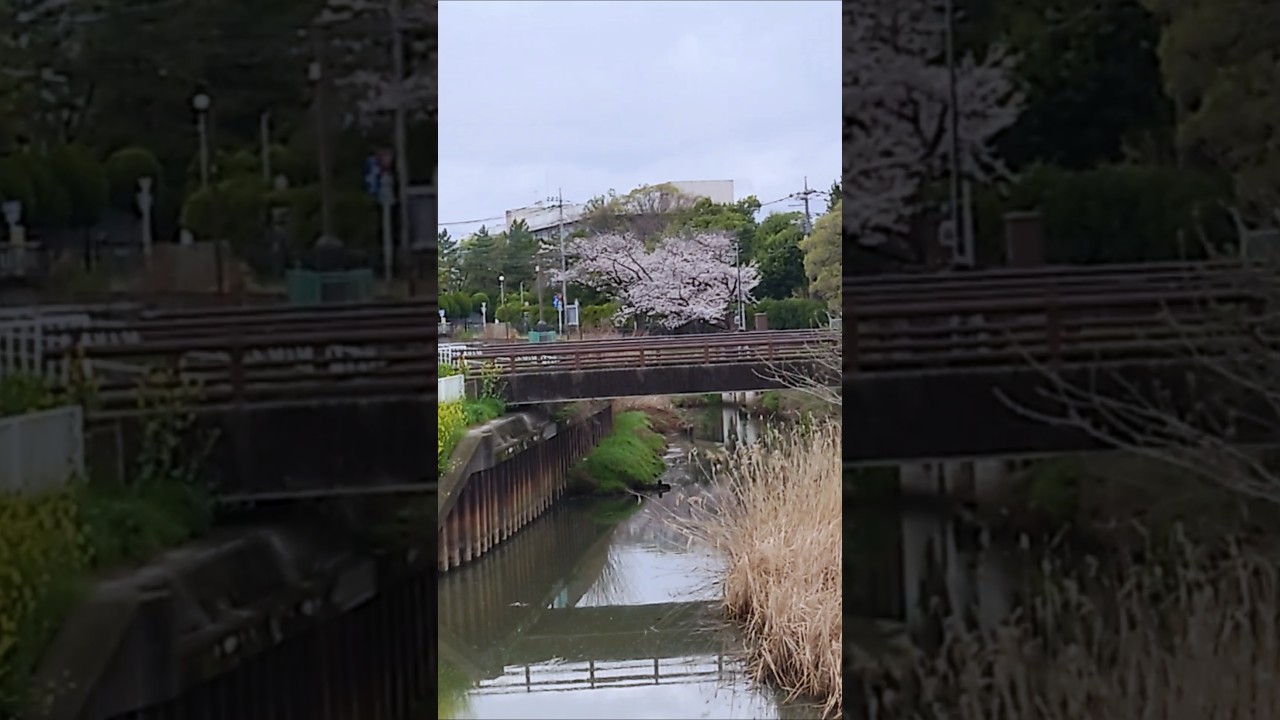 本日の綾瀬川。4/1-3