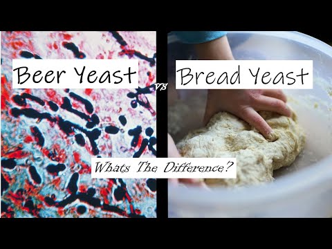 Beer Yeast vs Bread Yeast