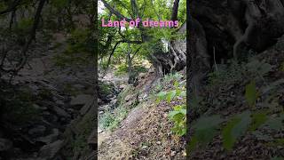 Download lagu Every tree in the forest holds a secret | and every breeze carries a quiet melody #shorts mp3 Download lagu Every tree in the forest holds a secret | and every breeze carries a quiet melody #shorts mp3