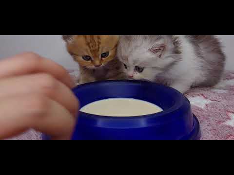 Kittens try goat milk for the 1st time