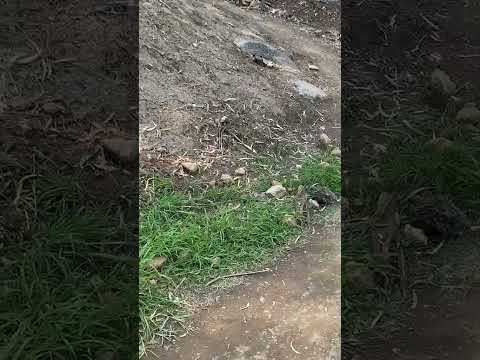 Vecinos Ruiz Cortines Ecatepec descubren una serpiente cerca de la colonia