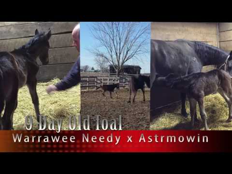 Warrawee Needy x Astrmowin 2017 foal