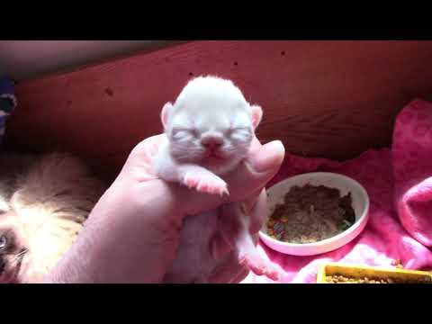 How To Weigh Kittens:Newborn Kitten Care! ⚖