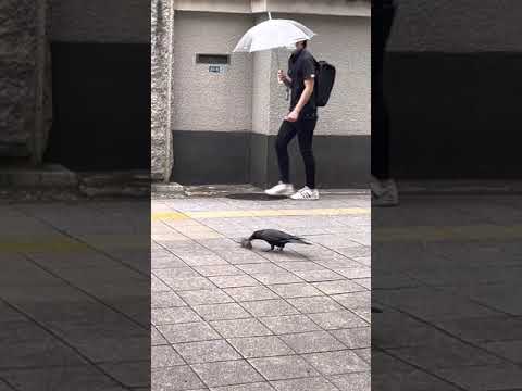 鶏小屋に吊り下げ式の防ネズミ・ネズミ用餌台を設置する