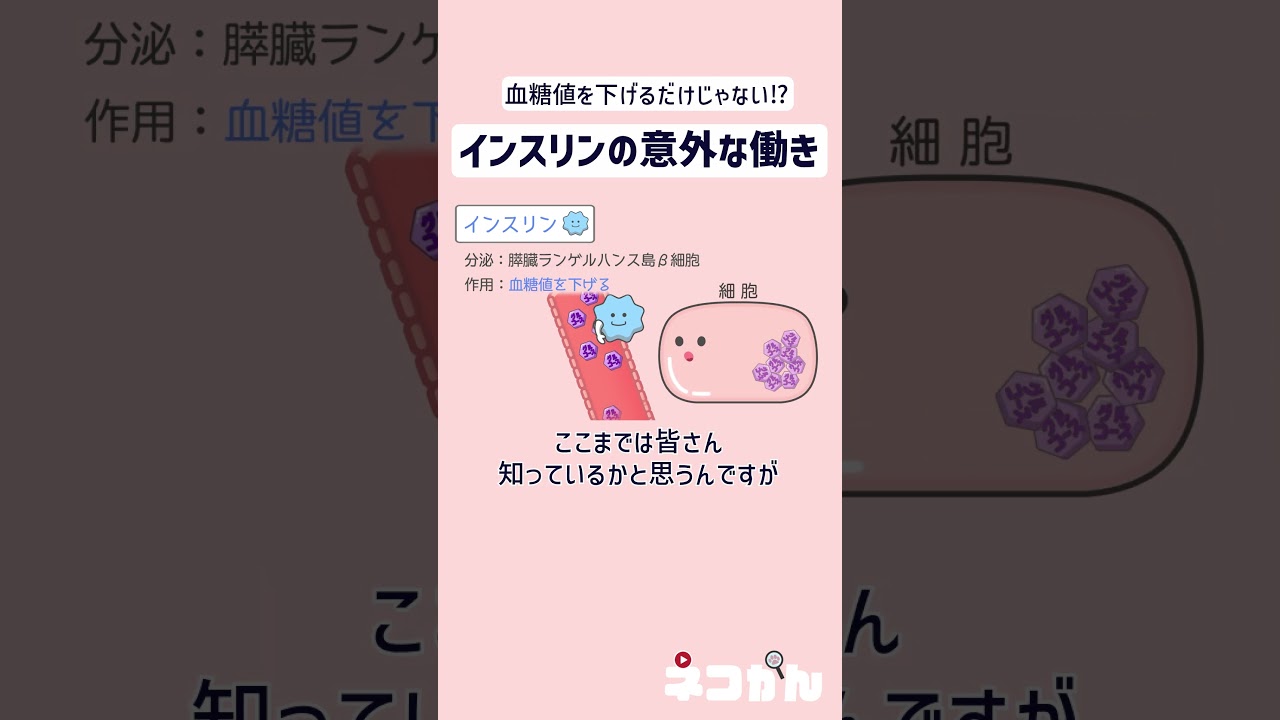 血糖値調節ホルモン① インスリンの見落としがちな作用