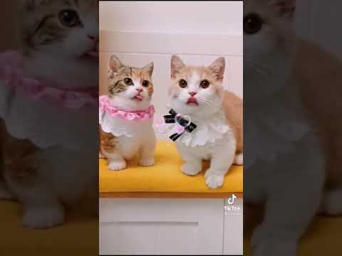 Buon compleanno  Ilaria💞🌹💖🎊🎉🥂🍾🎂❤da tutti  amici del nostro canale  con affetto ❤❤💞💞💋💋💋🎊🎉🍾🥂🌹💋