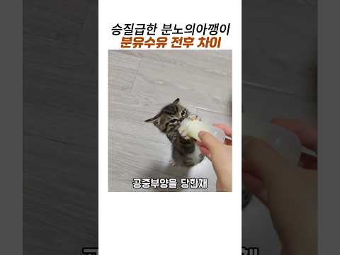 승질급한 분노의 아기고양이 분유수유 전 후