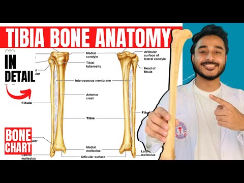 tibia bone anatomy 3d | anatomy of tibia bone attachments anatomy | bones of lower limb anatomy