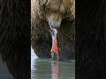 Grizzly Bear Pulling Salmon's Skin off  Wincent   E3WSc #wildlife #nature #bear #salmon
