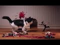 Cat Eating Mice Death