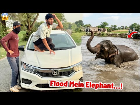 India🇮🇳 Sy Aaye Flood Mein Elephant🐘 Aa Gaya😱Rescue Mission 💪