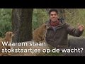 Waarom staan stokstaartjes op de wacht? | Het Klokhuis