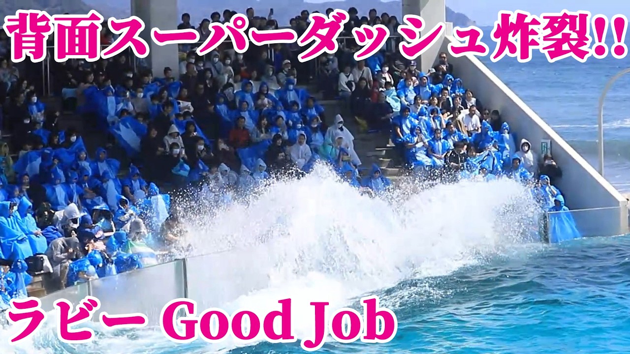 背面スーパーダッシュで観客パニック寸前!! 鴨川シーワールド シャチショー KamogawaSeaWorld  orca killerwhale