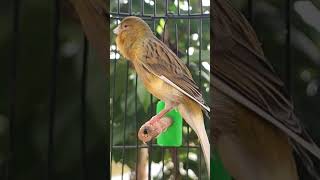 Download lagu PANCINGAN KENARI PAUD AGAR BUNYI NGERIWIK part 6 #kenaripaudbelajarbunyi #kenarigacor #shots #canary mp3