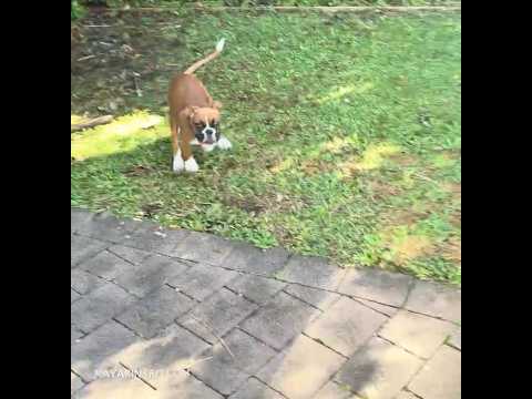 Bang… #puppy #boxerpuppy #fail #boxerdog