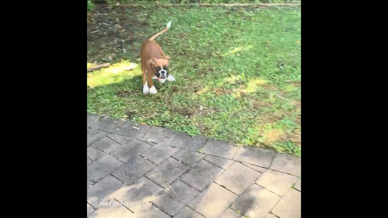 Bang… #puppy #boxerpuppy #fail #boxerdog