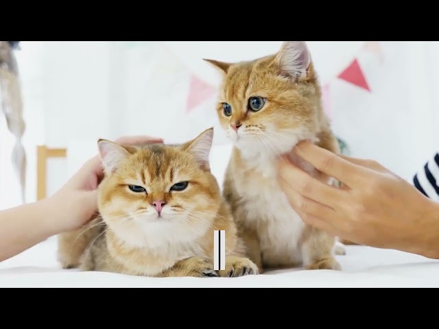 Orchard Hills Veterinary Hospital
