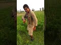 Dise Jatt