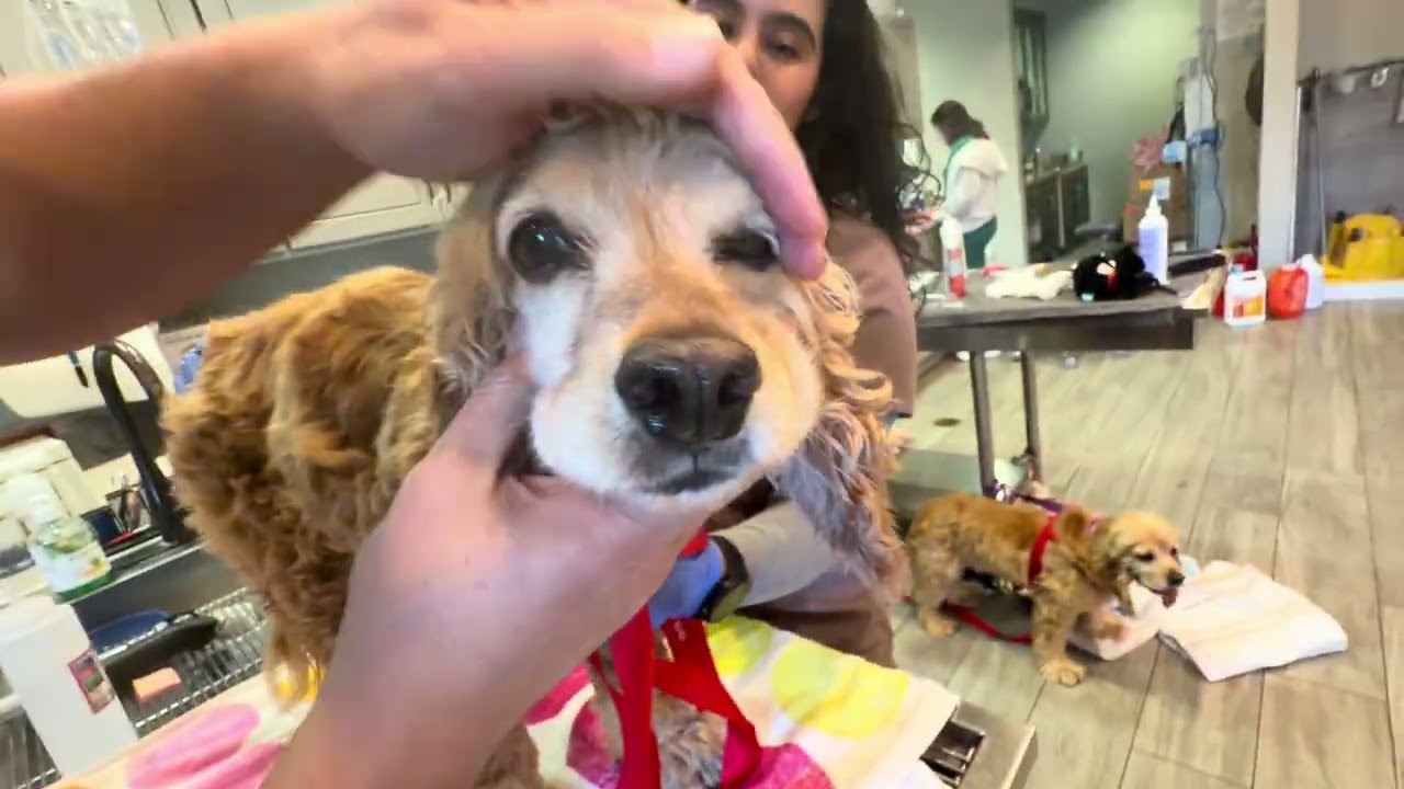 Enlarge Hero, a Adoptable mixed breed in South San Francisco, CA video 3/3