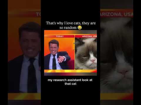Funniest cat reporters😂😂