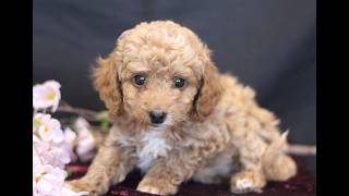 Video preview image #1 Cavapoo (Miniature) Puppy For Sale in MILLERSTOWN, PA, USA
