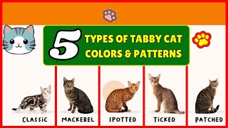 5 Types Of Tabby Cat Colors & Patterns