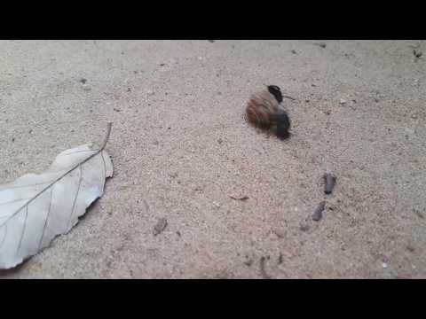 Dung beetle | Leopard Trails