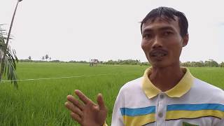 preview picture of video 'Petani Kembalikan Fungsi Lahan sesuai potensi dari Perkebunan Sawit Menjadi Lahan Persawahan'