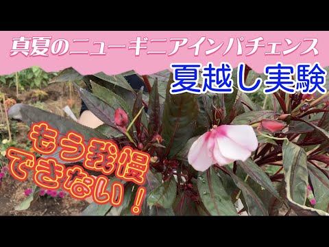 園芸 ニューギニアの焦り