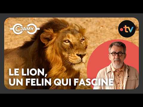 Le Lion : secrets du roi des animaux - C Chaud - C Jamy