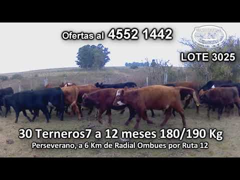 Lote 30 Terneros 11 NO/ AA - 6 AA - 6 NO - 2 HE/ AA - 3 RA - 1  CH/ HE - 1 RA/ NO 180/190 Kgkg -  en Perseverano, a 6 Km de Radial Ombues por Ruta 12