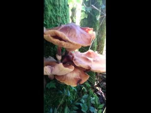 Brodo da un tansy da lyambliya Come usare semi di zucca da vermi
