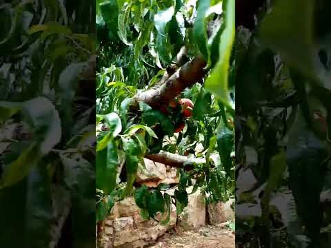 #BEAUTIFUL #NATURE #FRUITS ❤️