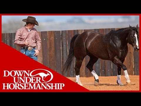 Clinton Anderson Presents: Gaining Control and Respect on the Ground