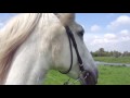 I Am A Horse