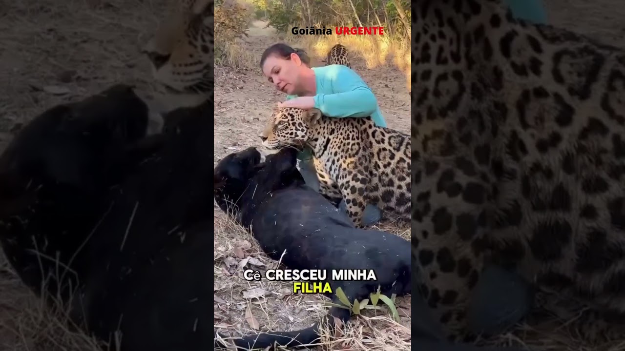 A biologist from the Jaguar Institute interacts with jaguars at a conservation breeding center in...