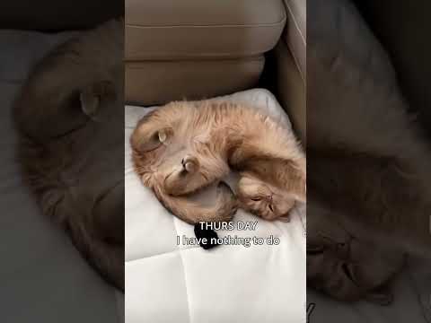 I have nothing to do #cute #pets #kitten