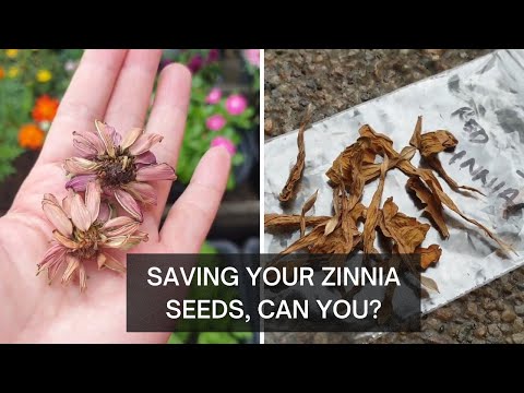 ZINNIA SEEDS | How to harvest seeds and what you should know about F1 Hybrids