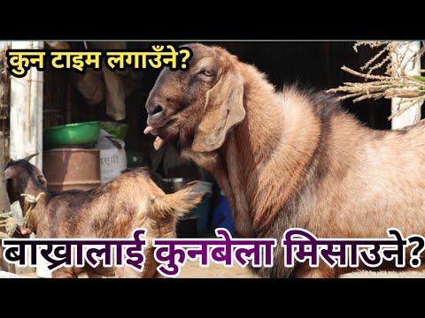 बाख्राले बोका खोज्दा कुन समय लगाउँदा उपयुक्त हुन्छ सबै जानकारी