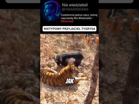Koza, która zaprzyjaźniła się z tygrysem 😳🐅 #zwierzęta #tygrys #niewiedziałeś
