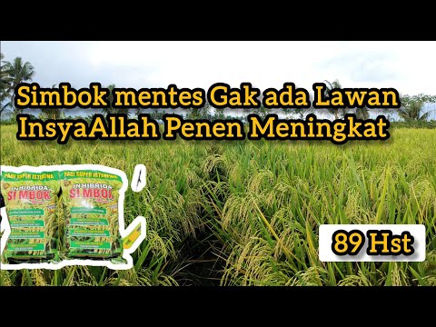 Padi Simbok Mentes 89 Hst || InsyaAllah Panen Lebih Meningkat....