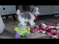 Yorkiepoo dogs for sale: Jayden - Video 1