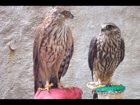 Falconry: Quail hawking with Merlins vs Sharp Shins
