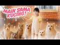 YUKA CHAN MAIN SAMA BANYAK KUCING LUCU Vlog